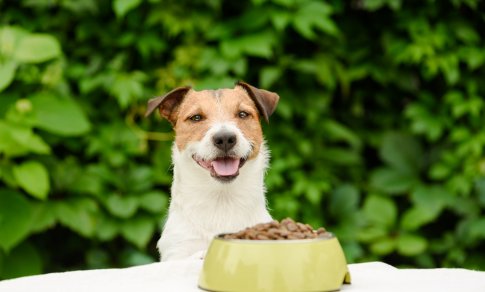 Šunų mityba vasarą – 3 dalykai, ką reikėtų pakeisti prasidėjus karščiams