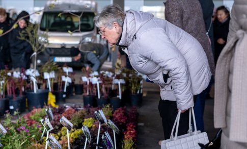 Aktualu sodininkams: prie Klaipėdos ir Vilniaus „Akropolių“ vyks Didžioji sodinukų mugė