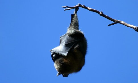 Vokietijoje pasislėpęs lankytojos rūbuose iš zoologijos sodo paspruko šikšnosparnis