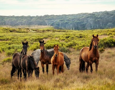 Laukiniai arkliai gyvybiškai svarbūs mūsų gamtai