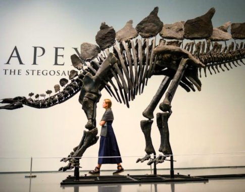 Už 150 mln. senumo dinozauro skeletą – įspūdinga suma