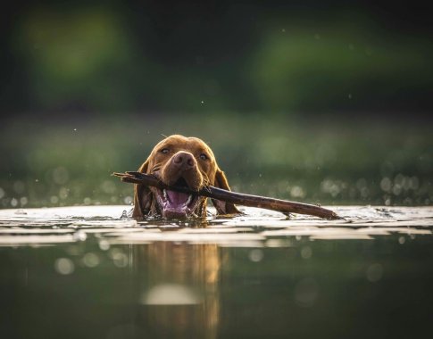 Po maudynių su augintiniu – nemalonios pasekmės: įspėja apie paplūdimiuose tykančius pavojus