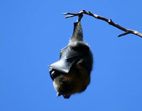 Vokietijoje pasislėpęs lankytojos rūbuose iš zoologijos sodo paspruko šikšnosparnis