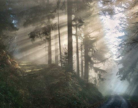 Tradicinio žmogaus ir miško ryšio prasmė ir saugotojai