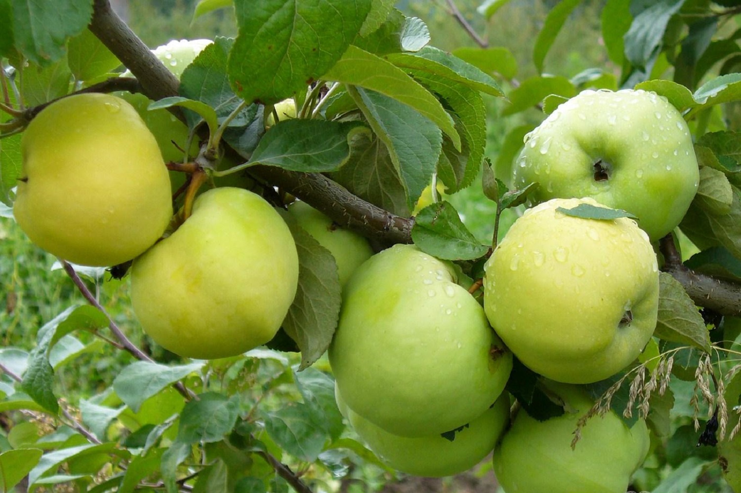 „Namie ir Sode“ aktualijos: moliūgų panaudojimas, dirvos perkasimas ir antaniniai obuoliai