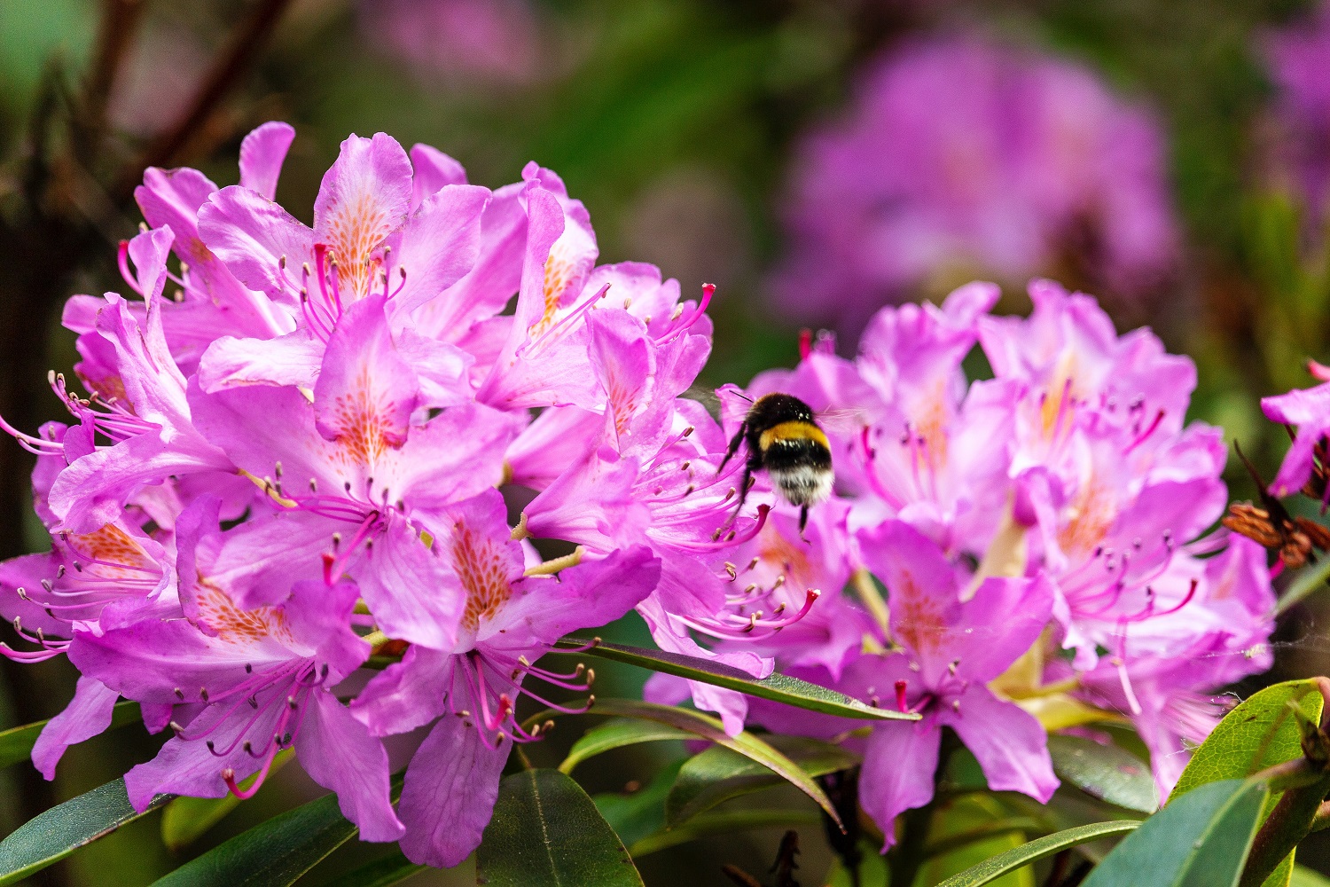 Rododendrai – nuolatiniai gyvenimo palydovai