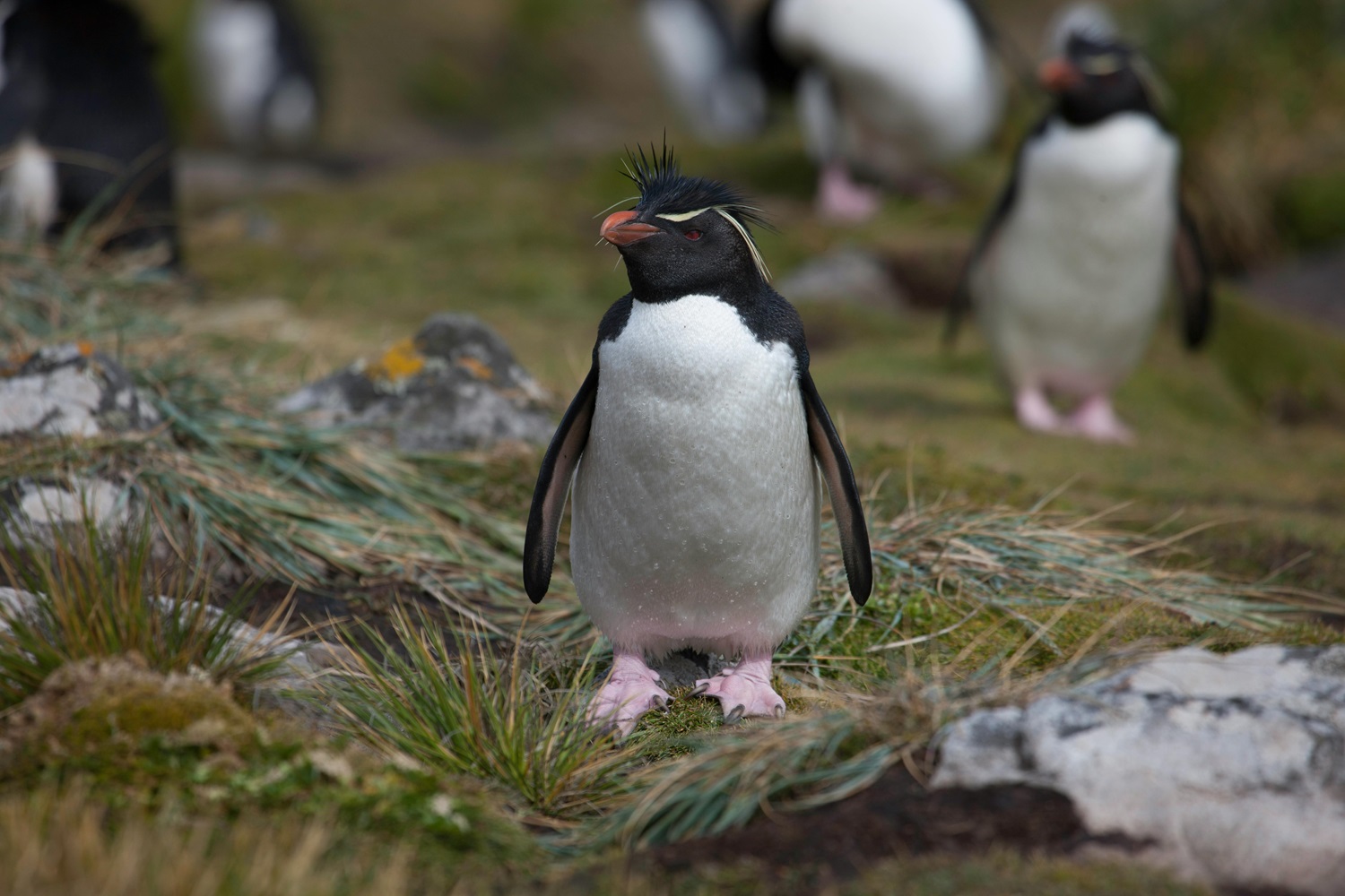 Pingvinų povandeninio vikrumo paslaptys