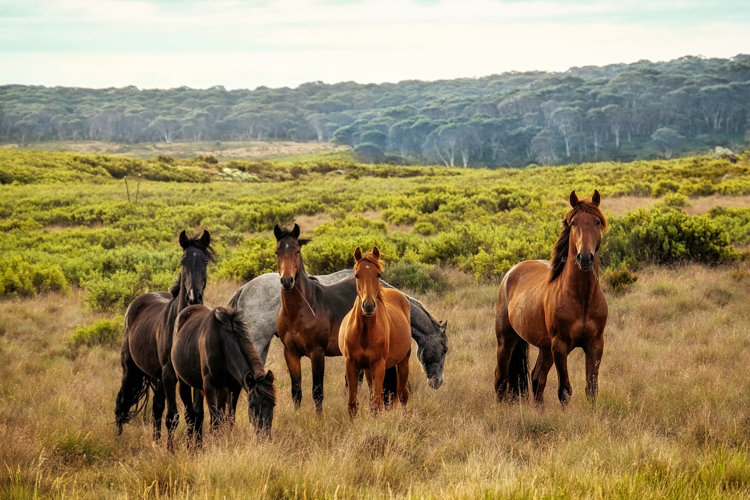 Laukiniai arkliai gyvybiškai svarbūs mūsų gamtai