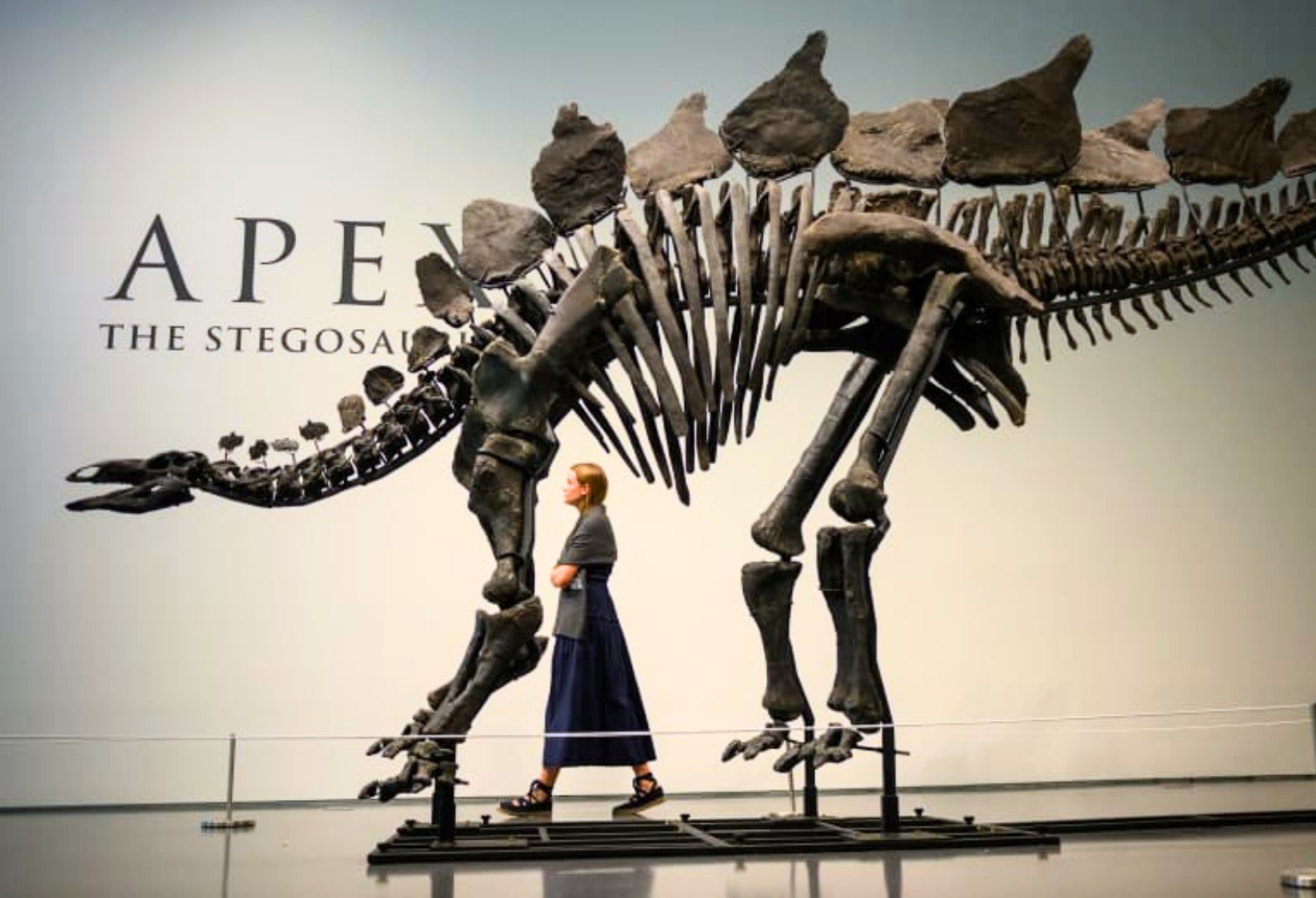 Už 150 mln. senumo dinozauro skeletą – įspūdinga suma